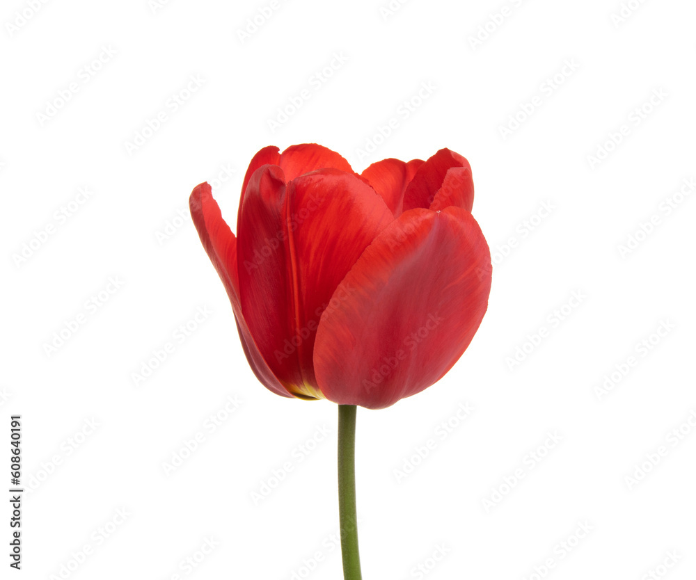 Tulip flower isolated on white