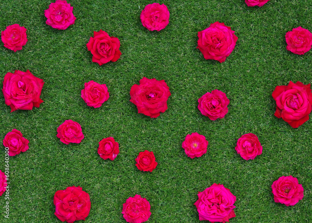 Roses flowers on green grass background.