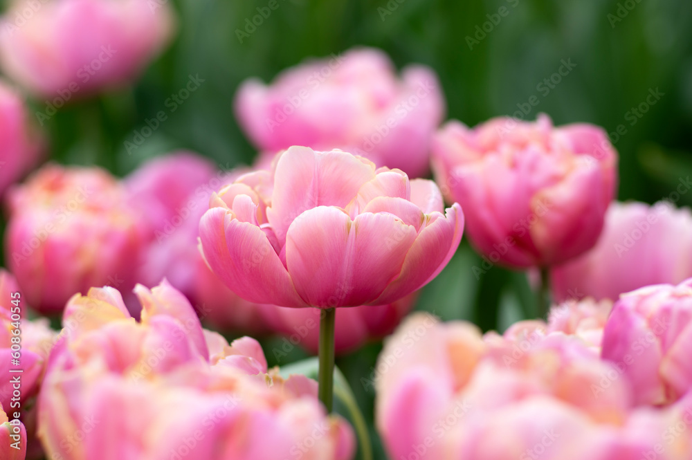 Tulips flower background