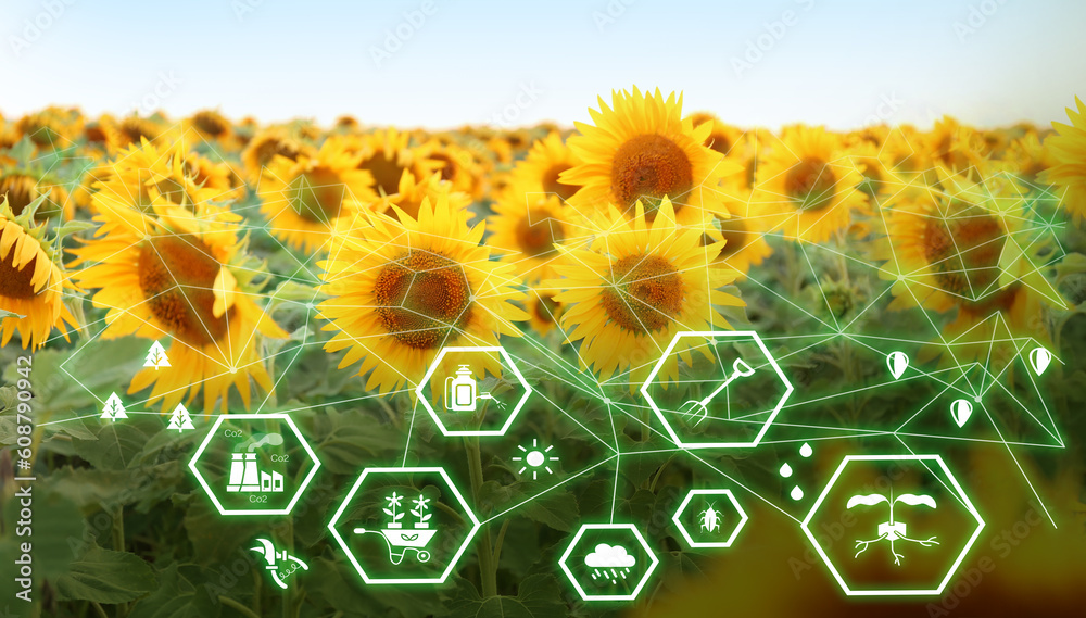 Sunflower field and icons of iot application. Concept of smart farming