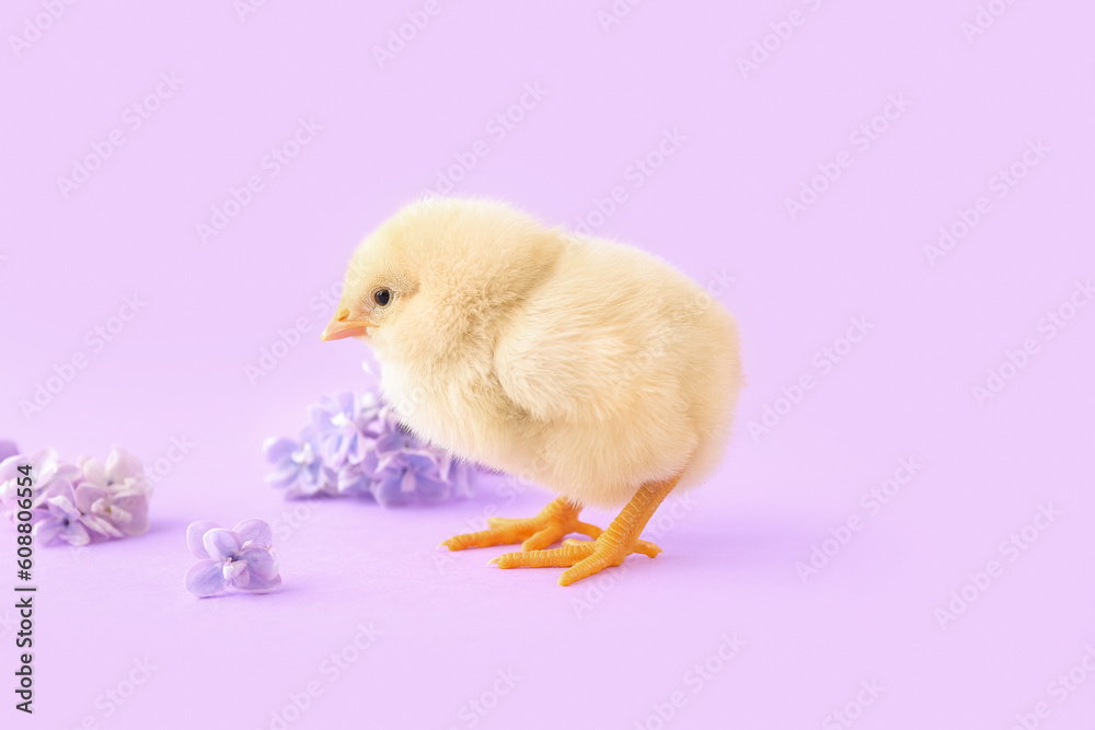 Cute little chick with lilac flowers on color background