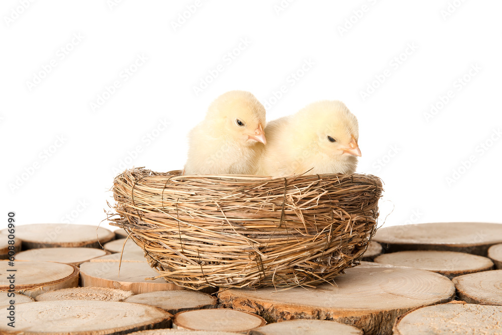 Nest with cute little chicks on wooden table against white background