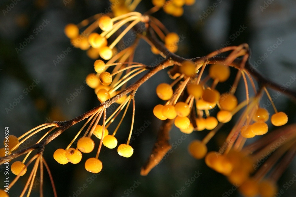 yellow berrys in autumn