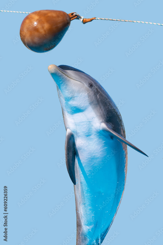 Bottlenose dolphin jump (isolated on the blue background)