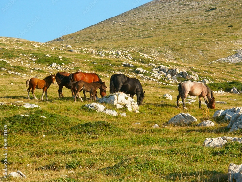 Wild horses on the hill