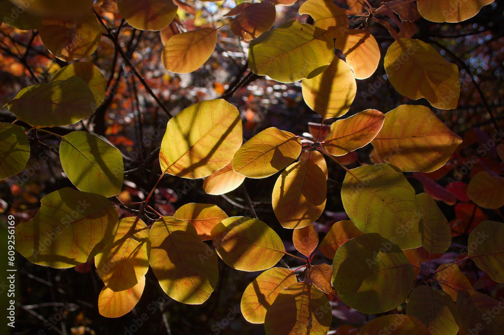 Autumn leaves of trees