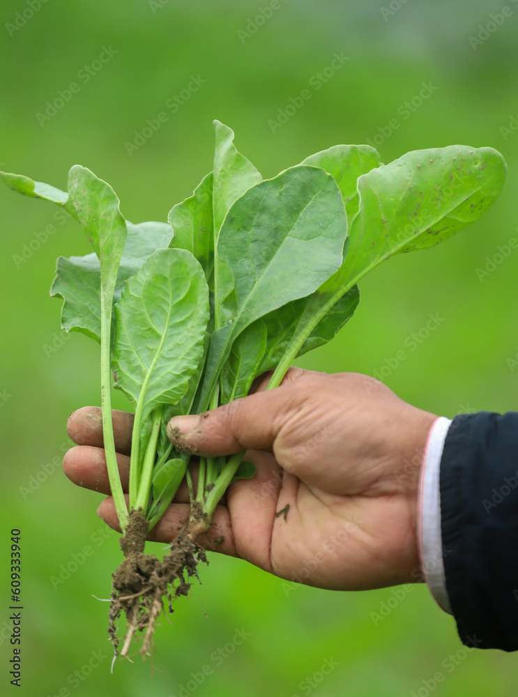 Freshly harvested spinach