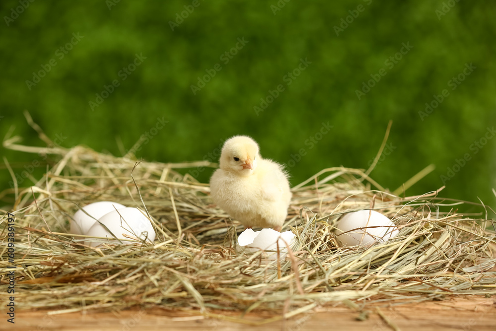 Nest with cute little chick and eggs outdoors