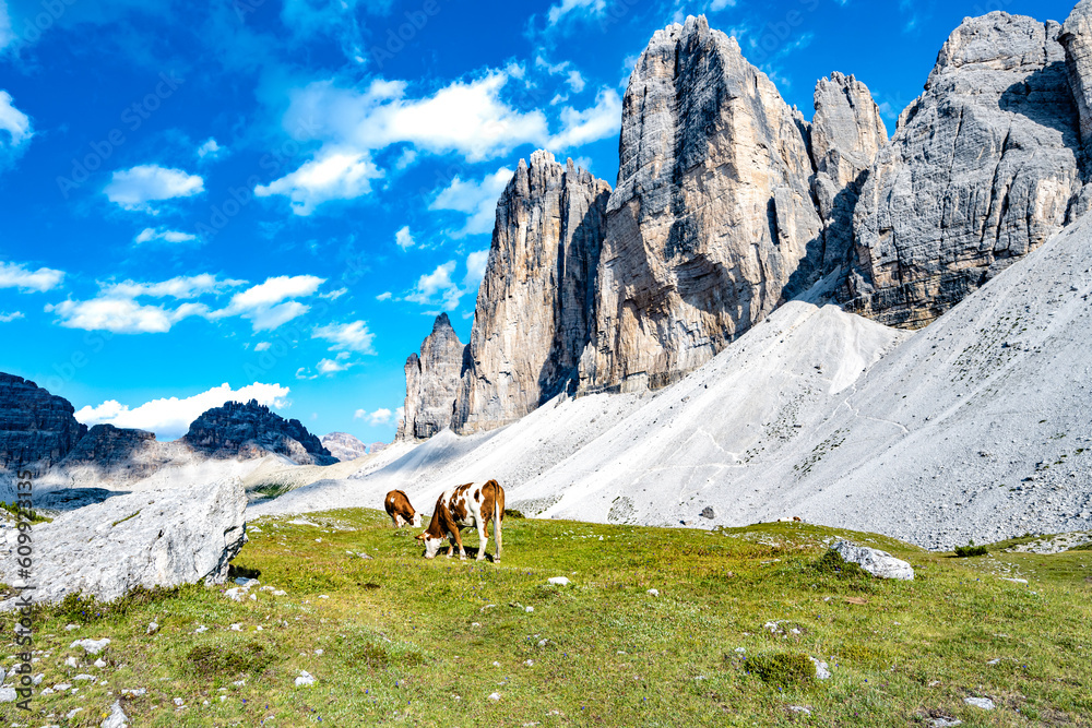 Cows grazing on alpine meadow with scenic view on Tre Cime in the evening. Tre Cime, Dolomites, Sout