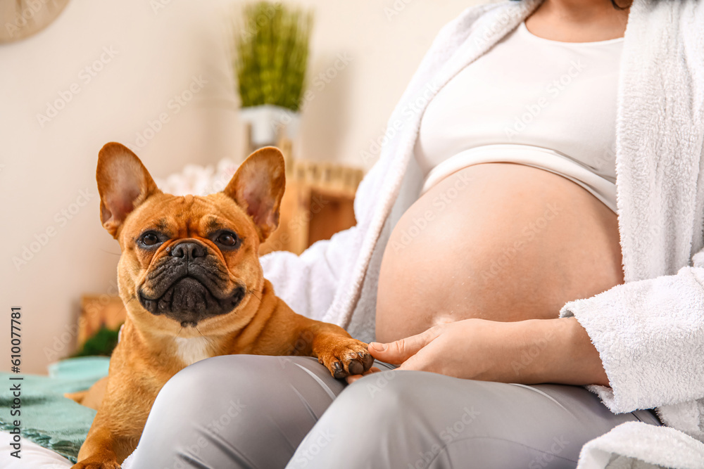 Young pregnant woman with French bulldog in bedroom, closeup