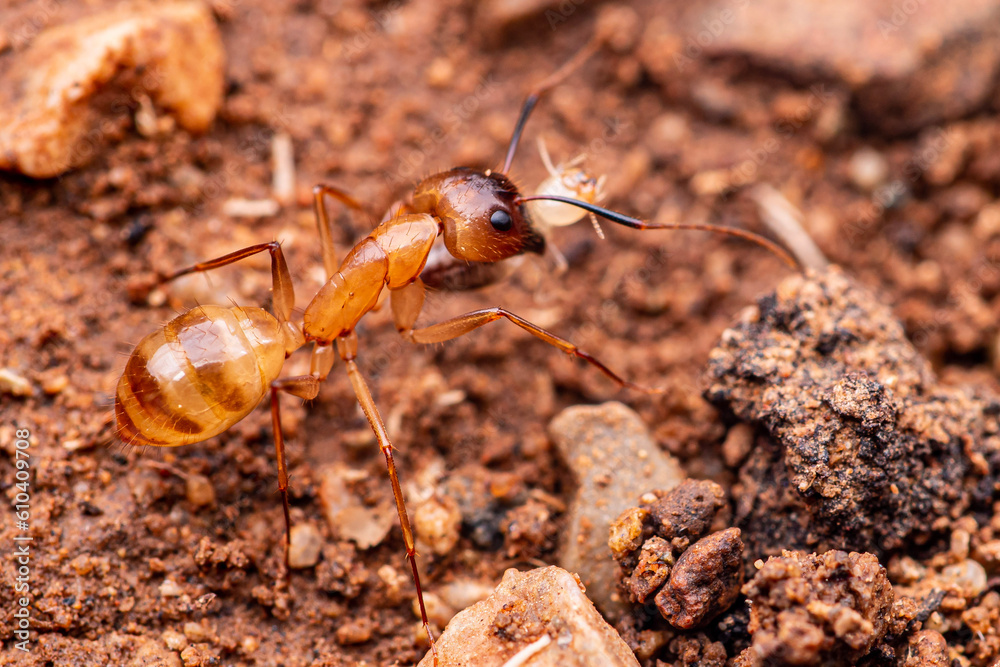 Festive Carpenter Ant (Camponotus festinatus) Eating A termite. Arizona Sonora Desert Museum, Tucson