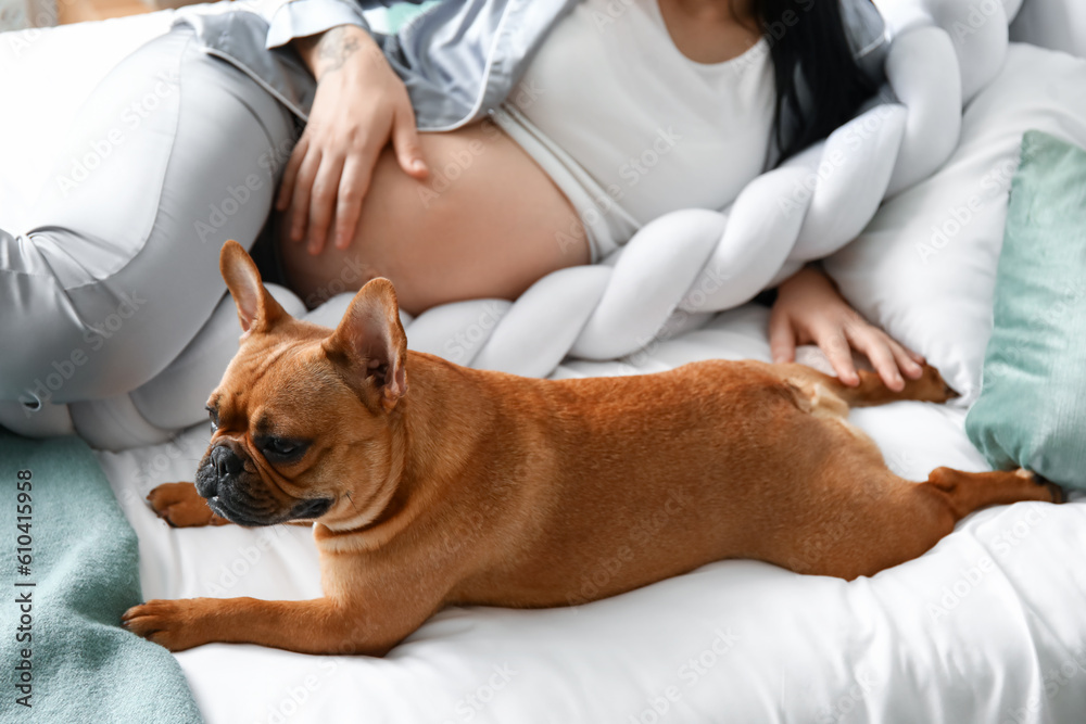 Young pregnant woman with French bulldog in bedroom