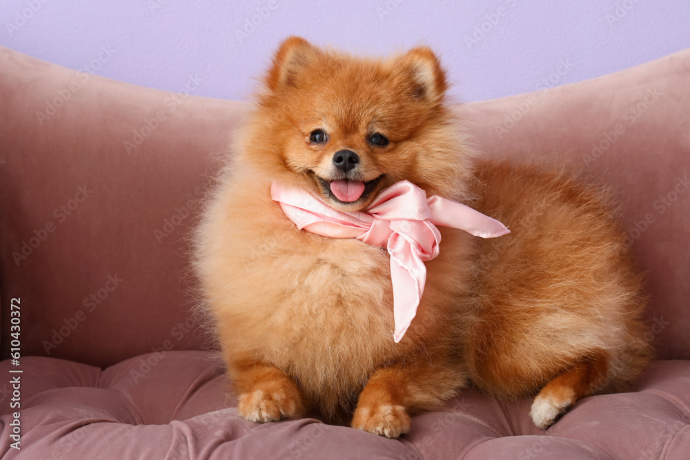 Cute Pomeranian dog with scarf on armchair near lilac wall