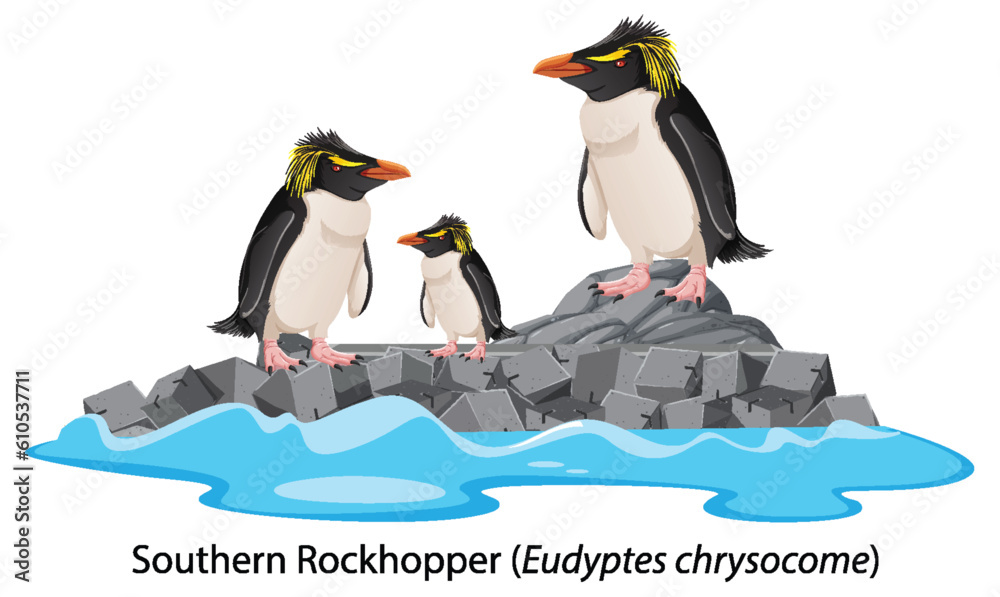 Southern rockhopper penguin cartoon on the rock