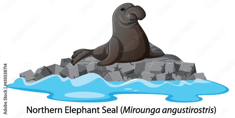 Northern elephant seal on isolated rock island