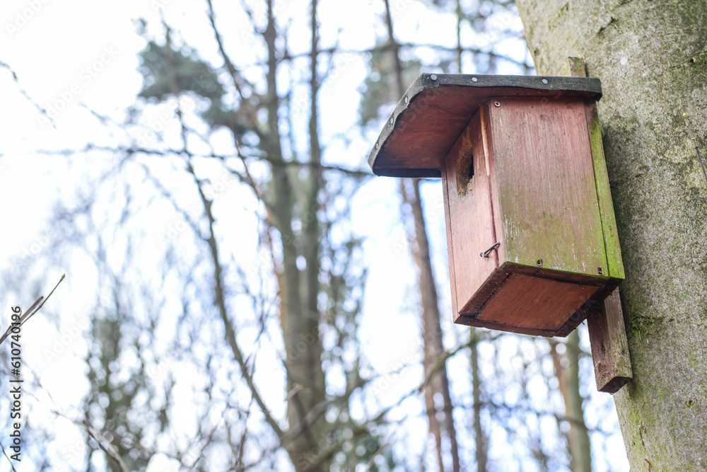 Tree with bird house outdoors, closeup