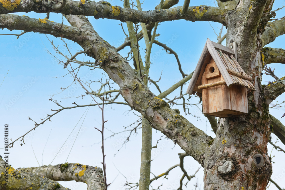 Tree with bird house outdoors