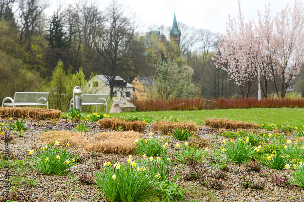 View of city park with benches and daffodil flowers