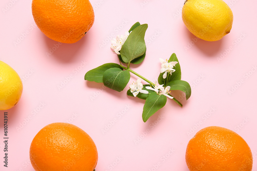 Oranges and lemons with blooming branch on pink background