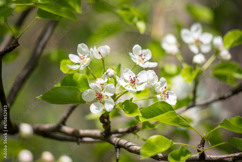 white flowers of fruit trees in spring