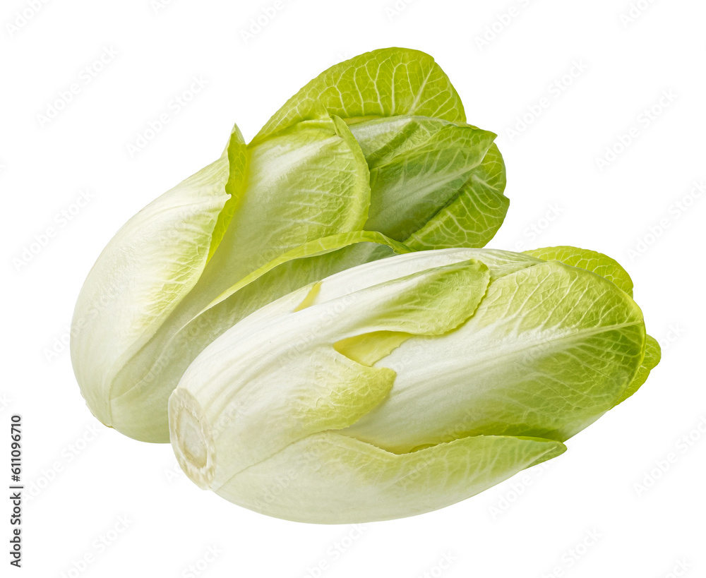 Fresh endive, green chicory salad isolated on white background