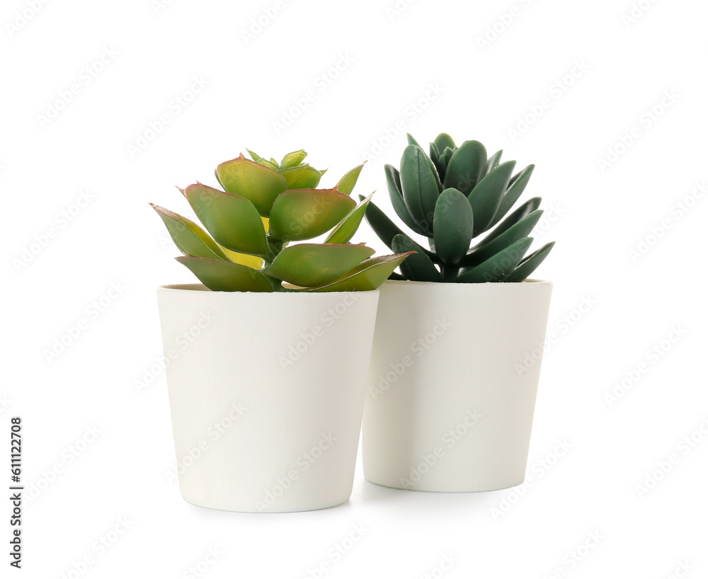 Artificial succulents on white background