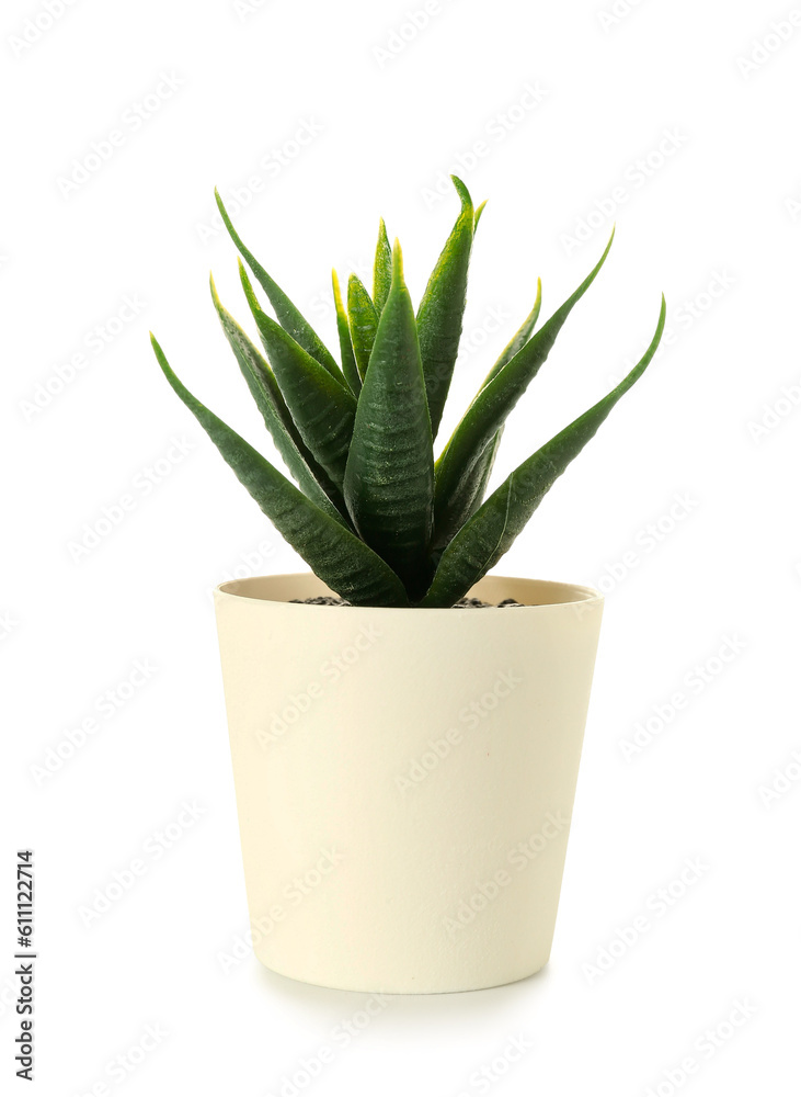 Artificial aloe on white background