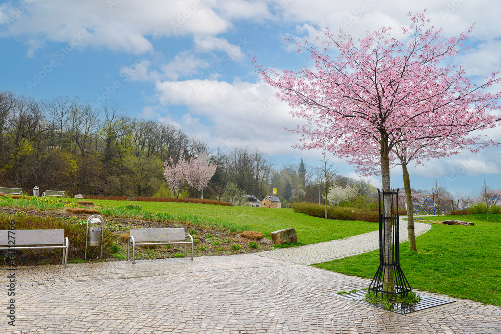 View of city park with benches, alley and blossoming trees