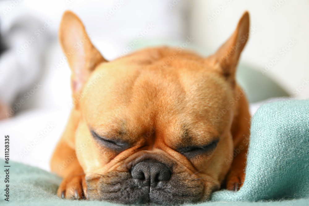 Cute French bulldog sleeping in bedroom, closeup