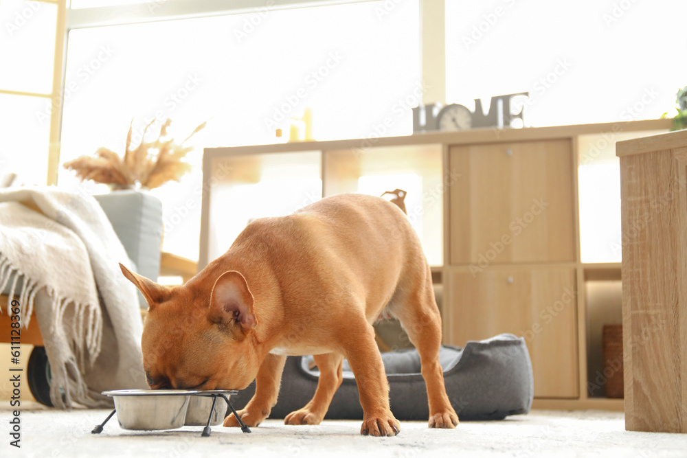 Cute French bulldog eating from bowl at home