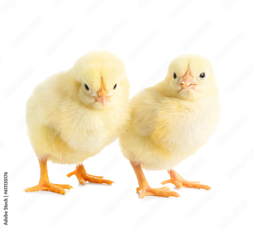 Cute little chicks on white background