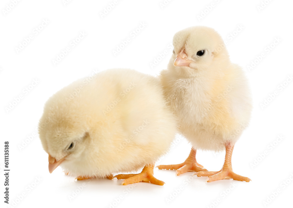 Cute little chicks on white background