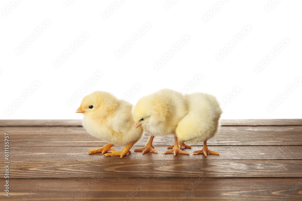 Cute little chicks on wooden table against white background