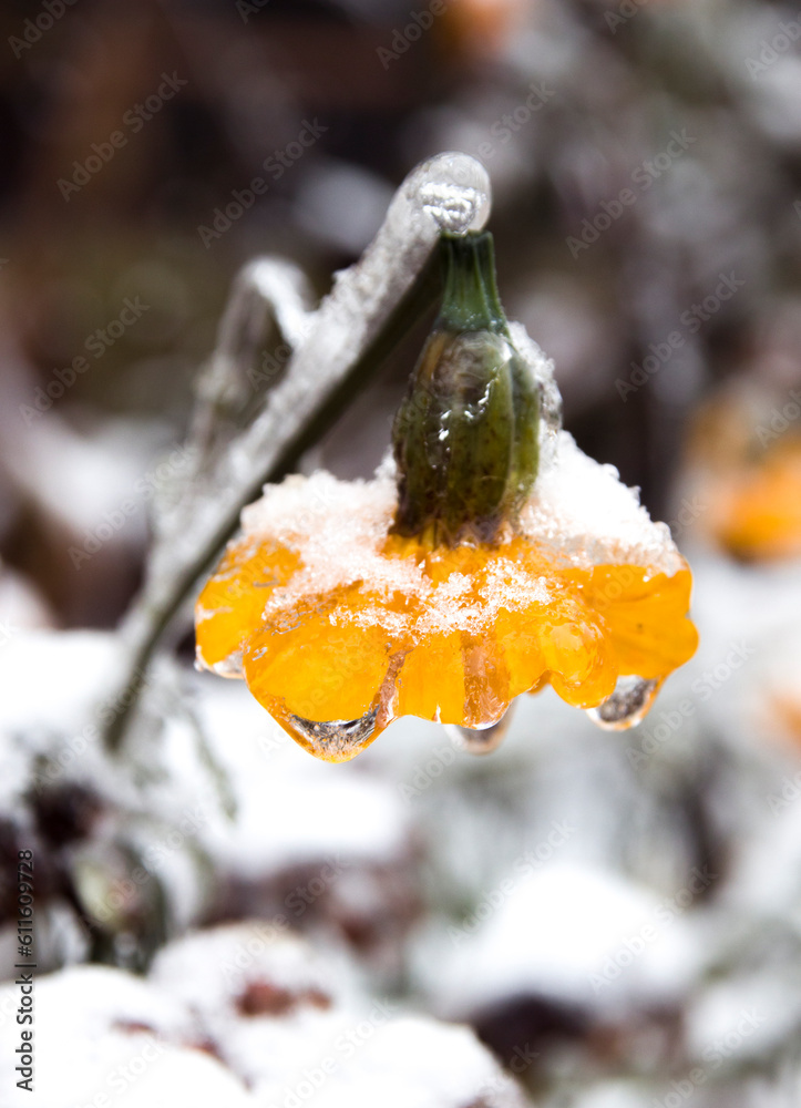 Winter landscape. Frozen colorful flower covered with snow.