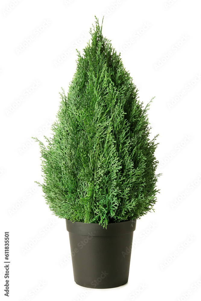 Artificial plant on white background