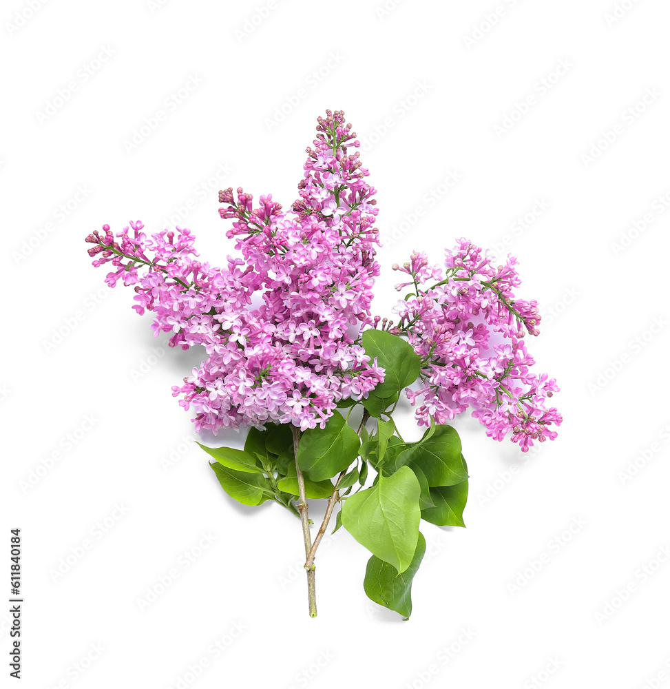 Blooming lilac twig on white background