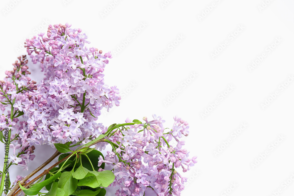 Blooming lilac twig on white background