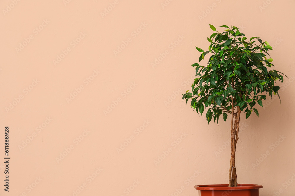 Ficus tree near beige wall