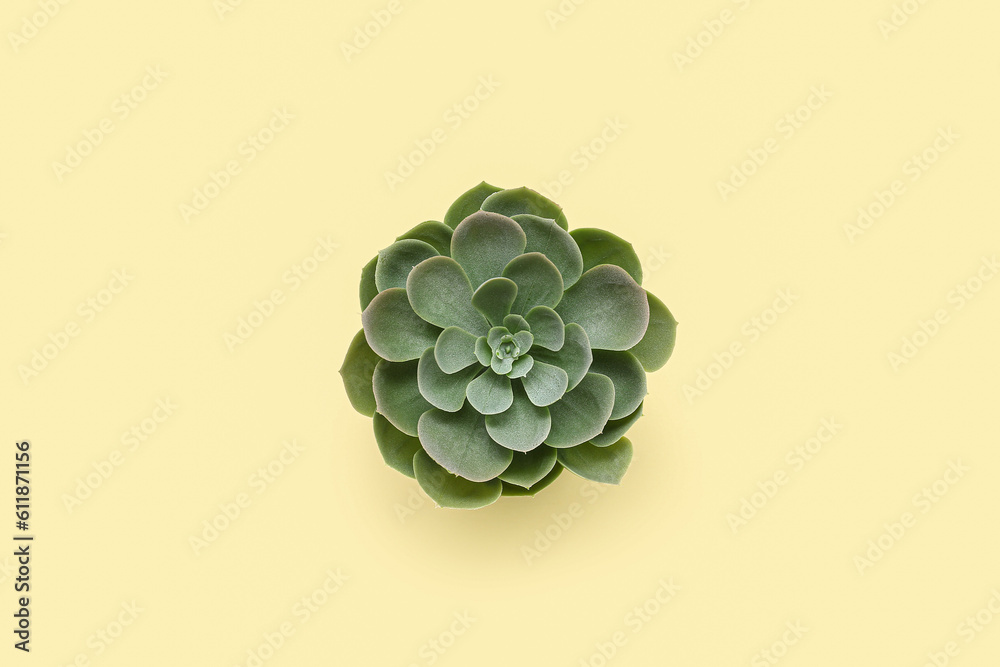 Artificial plant on beige background