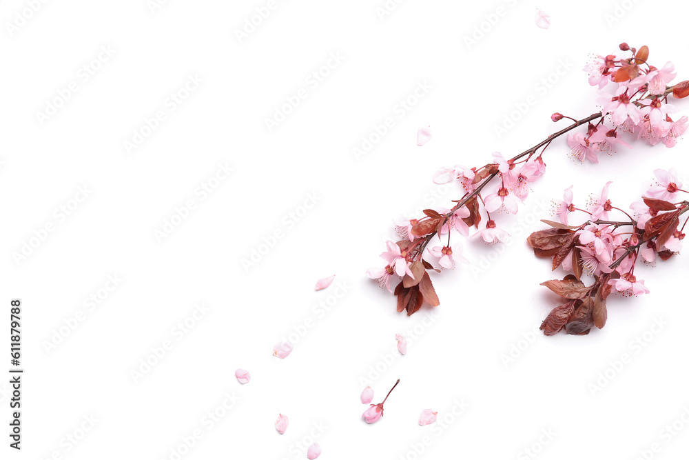 Blooming branches with pink flowers on white background