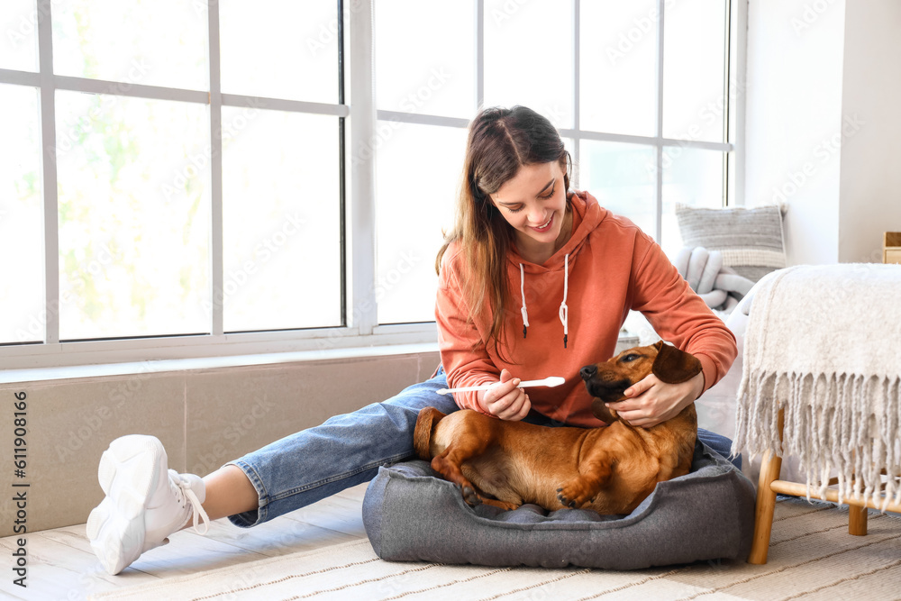 Young woman brushing teeth of her dachshund dog in bedroom