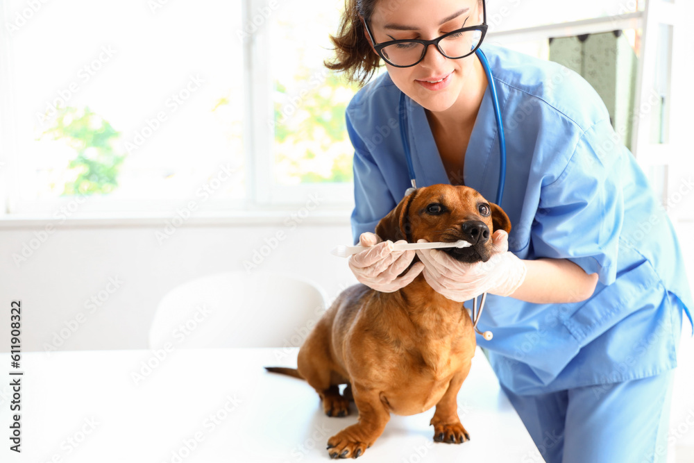 Female veterinarian brushing teeth of dachshund dog in clinic