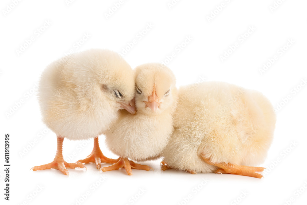 Cute little chicks on white background