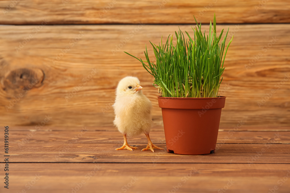 Cute little chick and grass in pot on wooden background