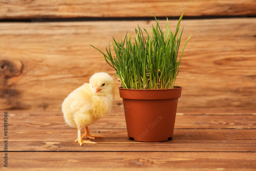 Cute little chick and grass in pot on wooden background