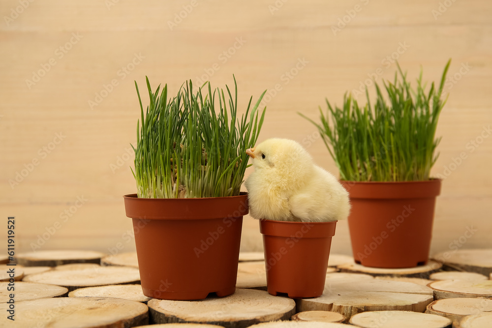 Cute little chick and grass in pots on wooden table