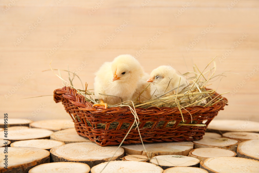 Nest with cute little chicks on wooden table