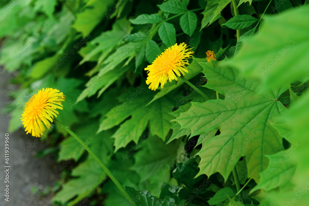 Beautiful yellow dandelions in park, closeup