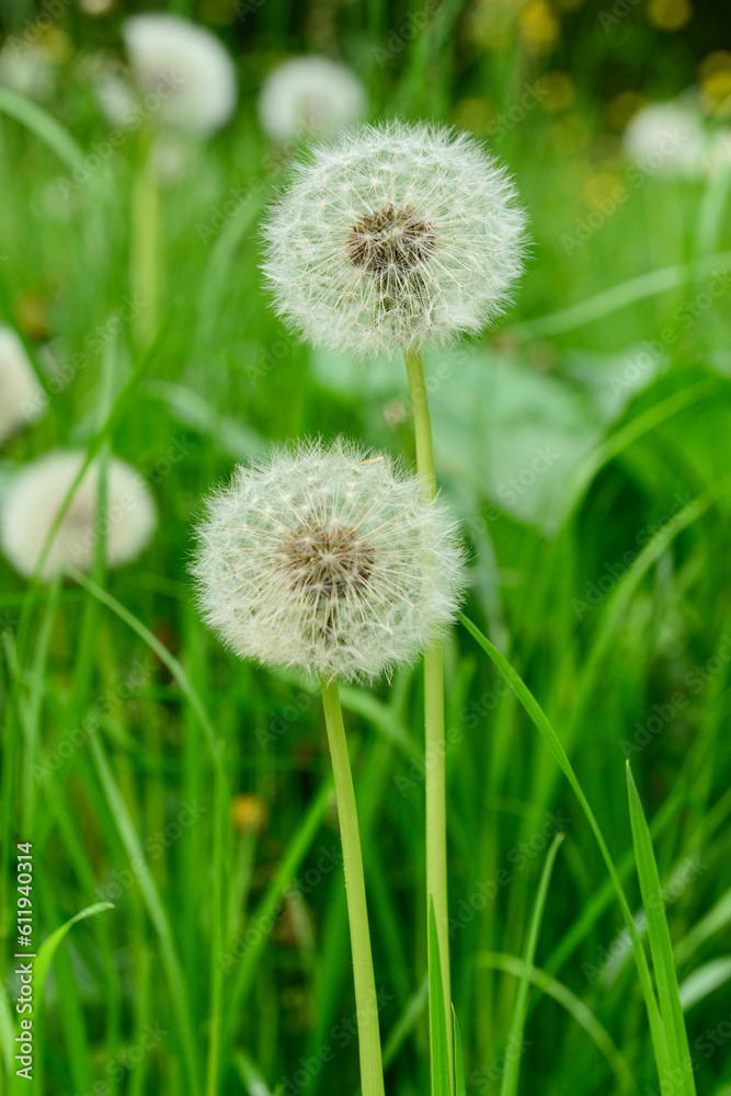 White dandelion flowers in green grass outdoors