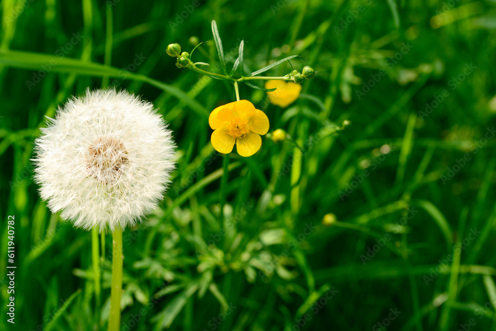 Beautiful wild flowers in green grass